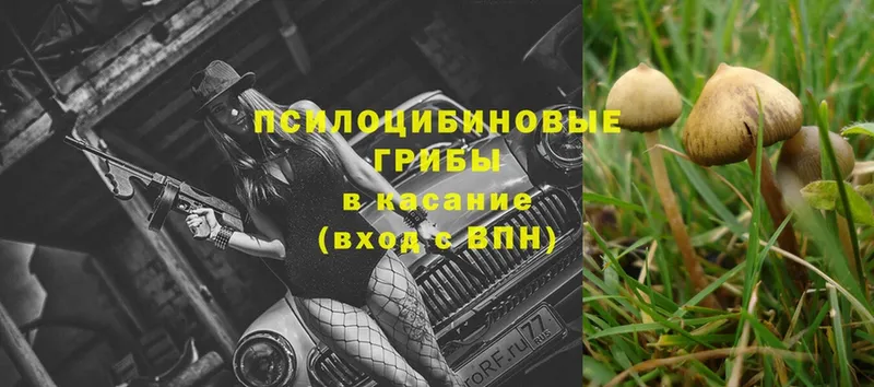 где можно купить наркотик  Джанкой  Галлюциногенные грибы Psilocybe 